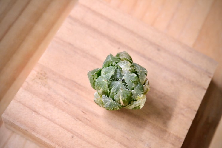  하월시아 그린젬 금 (Green gem 錦)