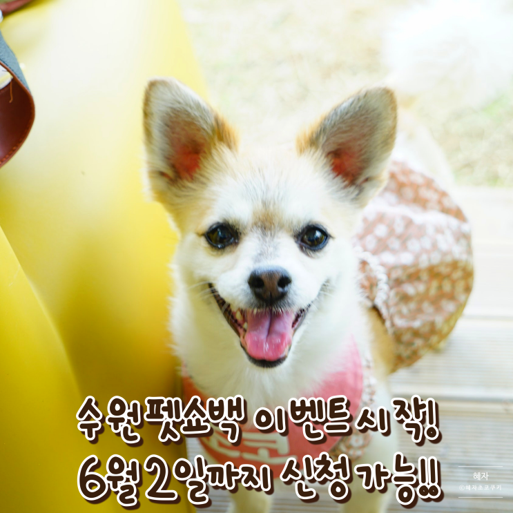  수원펫쇼 사전등록 펫쇼백