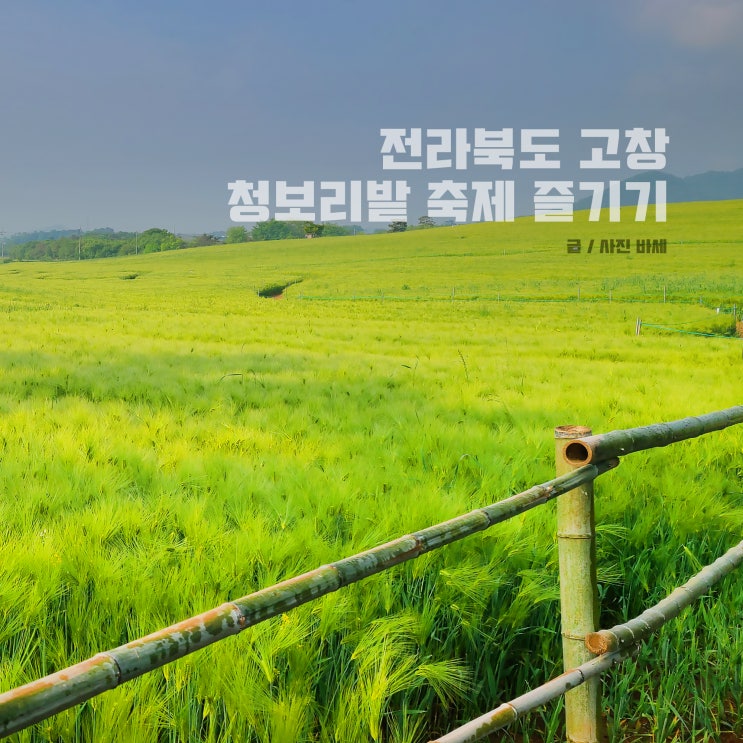  전라북도 고창 청보리밭 축제 제대로 즐기고 싶다면