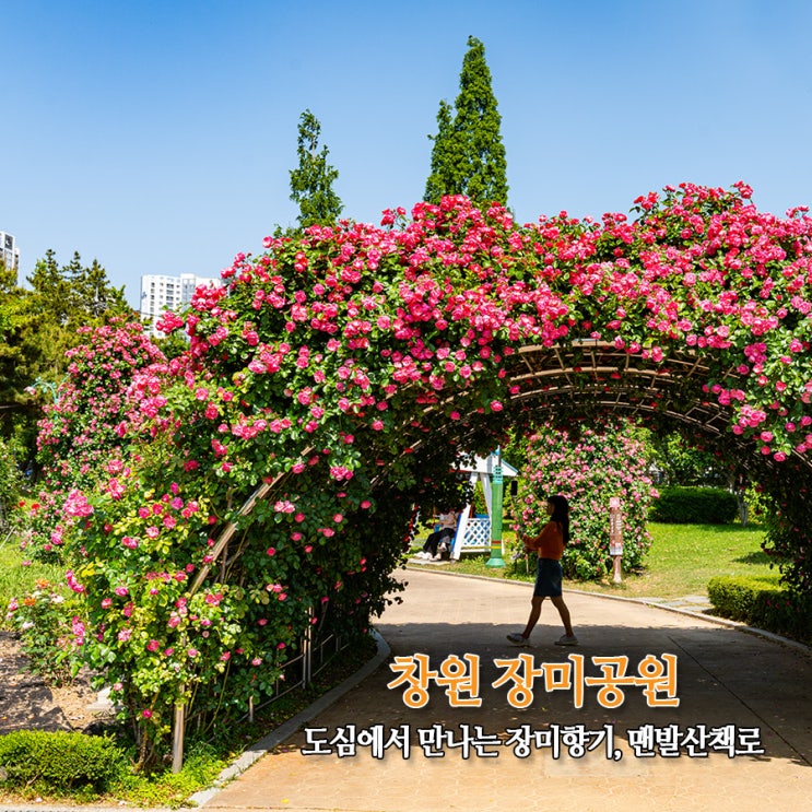  창원 장미공원 개화 상태 도심에서 만나는 장미꽃 향기, 주차장 안내, 꿈나래숲 맨발산책로