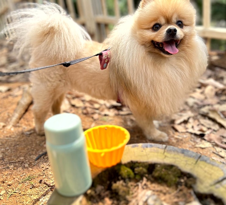  강아지 휴대용 물병 소형 미니 텀블러 여름산책 필수템(내돈내산)