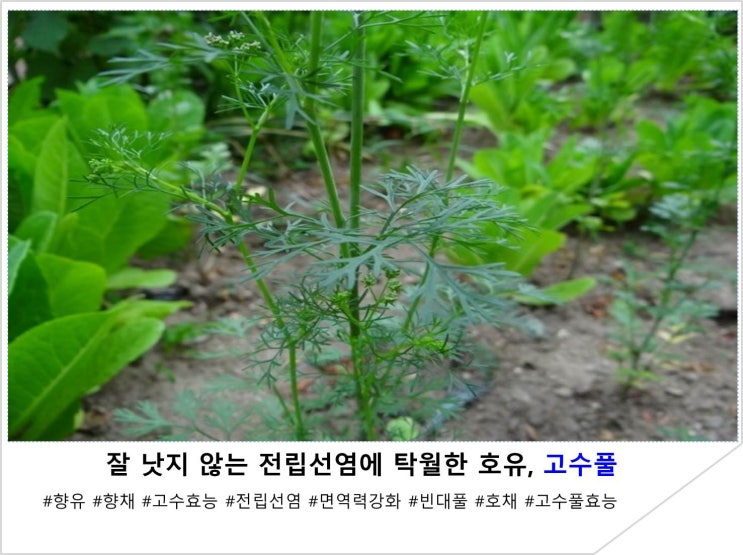 잘 낫지 않는 전립선염에 탁월한 호유, 고수풀