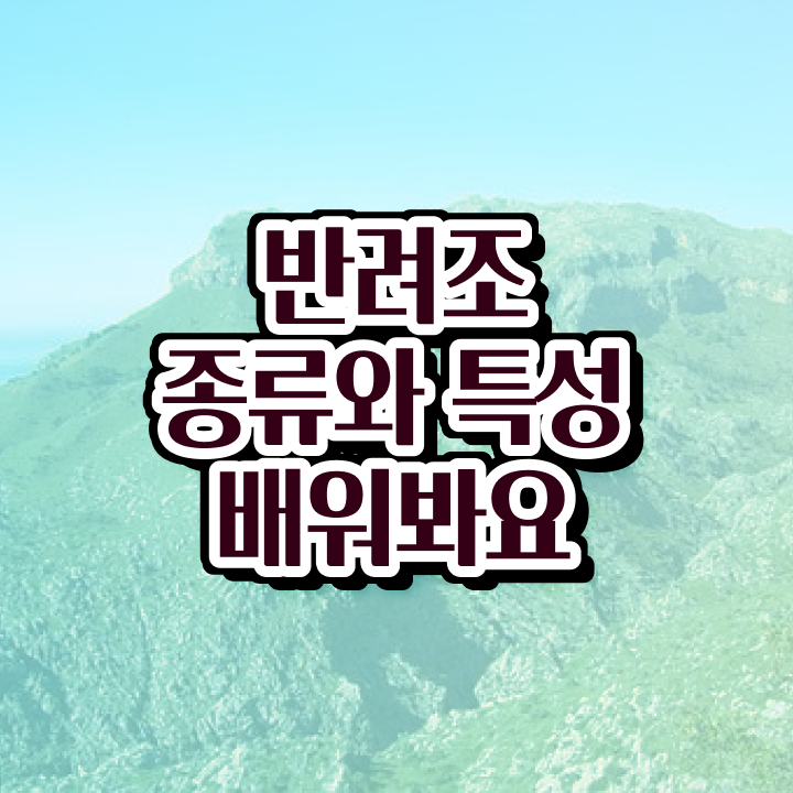  회색앵무새 수명 , 반려조관리사 자격증 1달 만에 준비한 과정 보고가세요