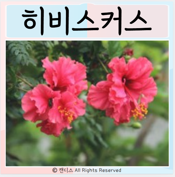  히비스커스 효능 장점 부작용은?