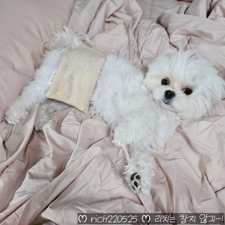  강아지찜질팩 더진심 찜질팩 슬개골찜질 말티즈 리뷰