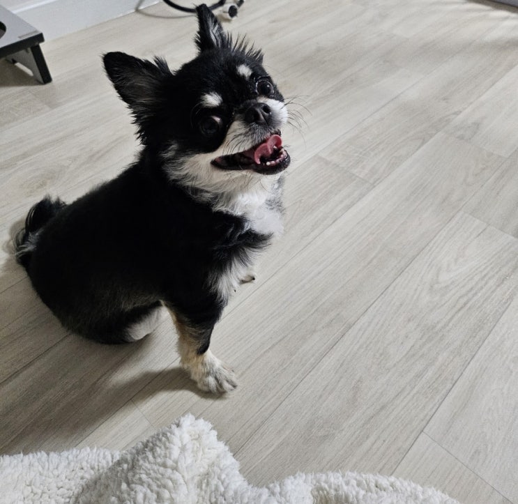  이뿌니