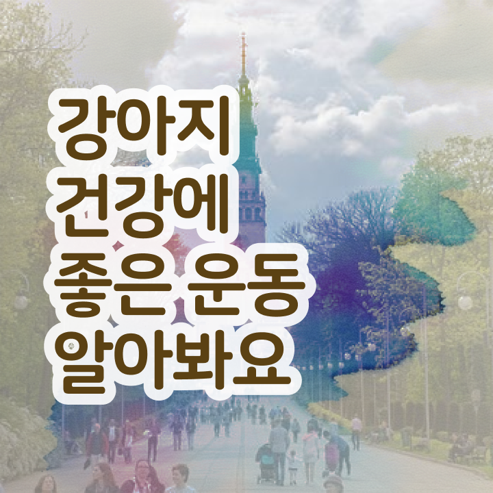  반려견운동지도사 온라인 교육 , 반려견운동지도사 응시자격 없이 취득 정보