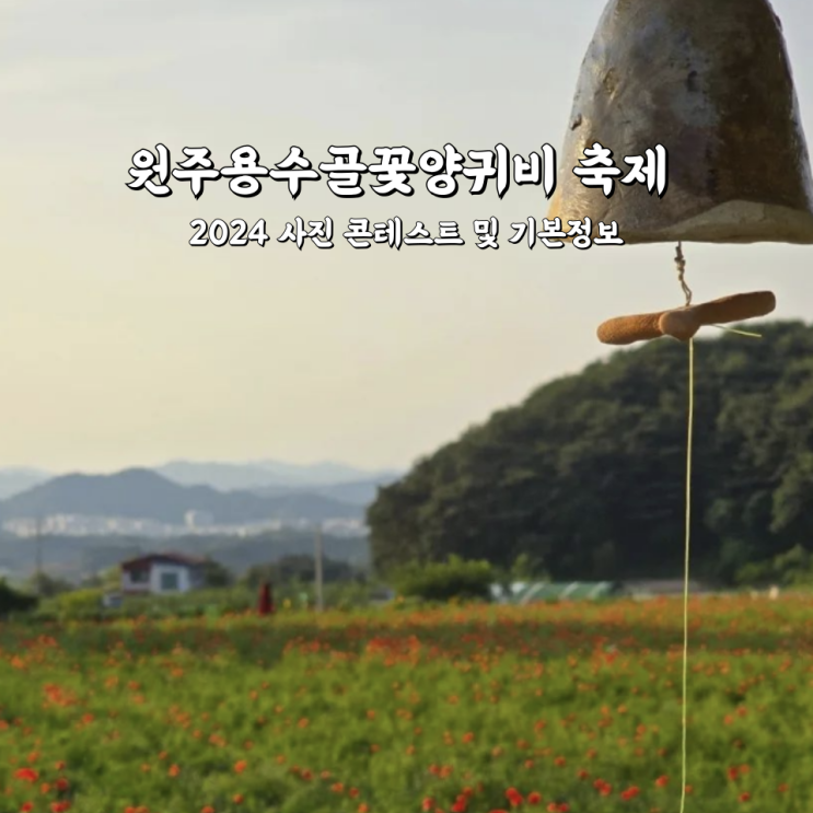  원주용수골꽃양귀비 축제 기본정보 2024 사진 콘테스트 소개