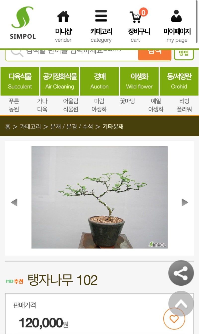 탱자나무 분재_탱자나무 삽목으로 [탱자나무분재키우기]_탱자나무 분재 분갈이