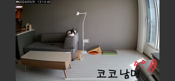  [코코남매] 고양이 털 밀기 전과 후