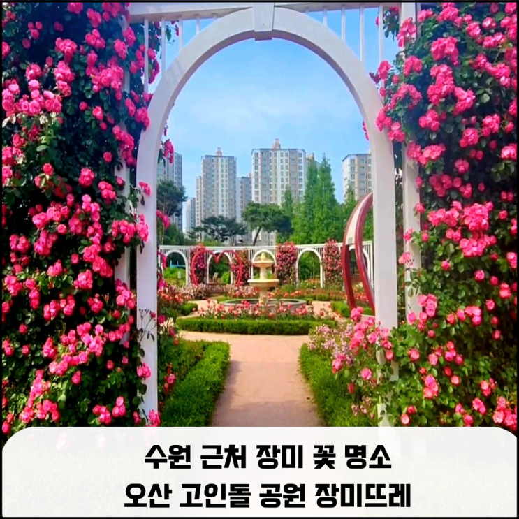  경기도 수원 근처 장미꽃 명소 오산 고인돌 공원 장미뜨레