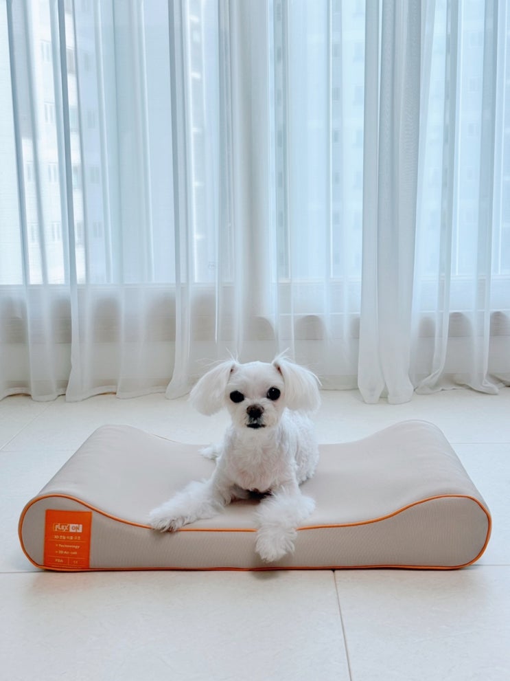  강아지 방석 추천 애견 쿠션 코코댕댕 침대