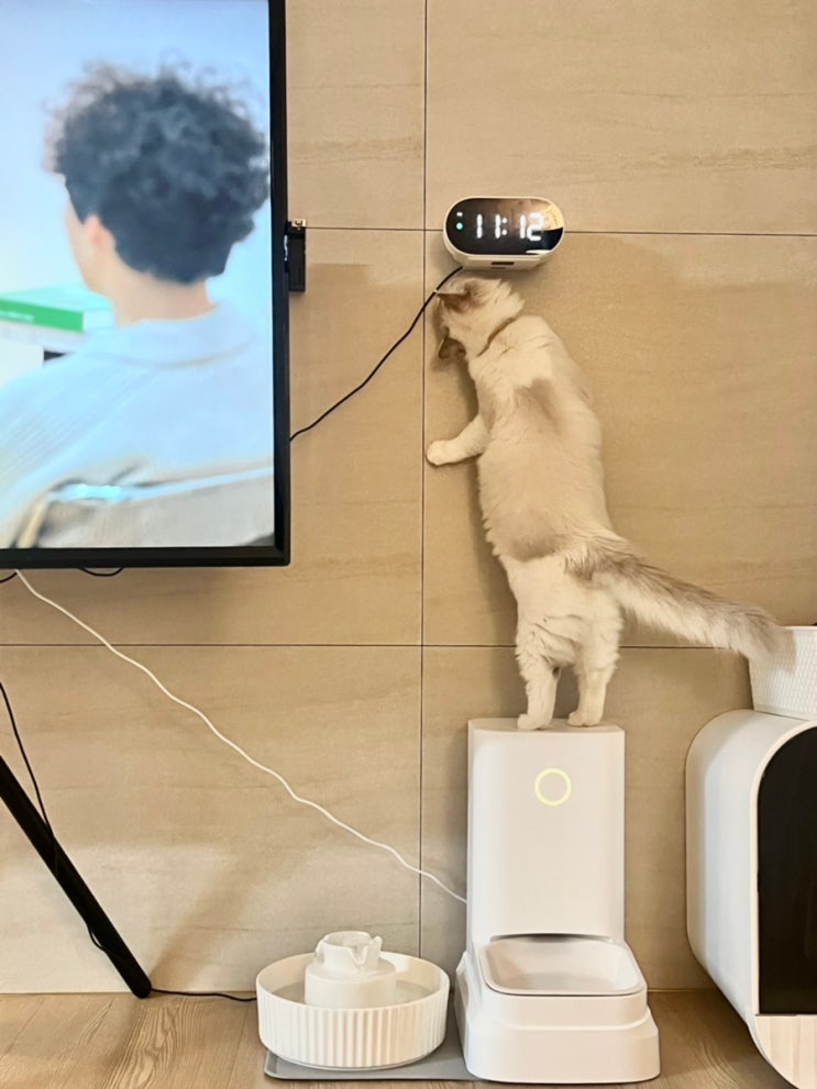  내돈내산 고양이 자동급식기 밀리 / 장단점 및 솔직 후기