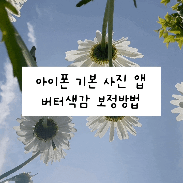  아이폰 기본 사진 앱으로 버터색감 보정하기