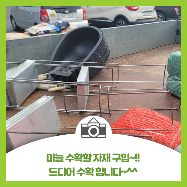  드디어 2024년 마늘 수확할 준비 완료