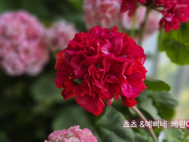  Ay패션매직, 송향기