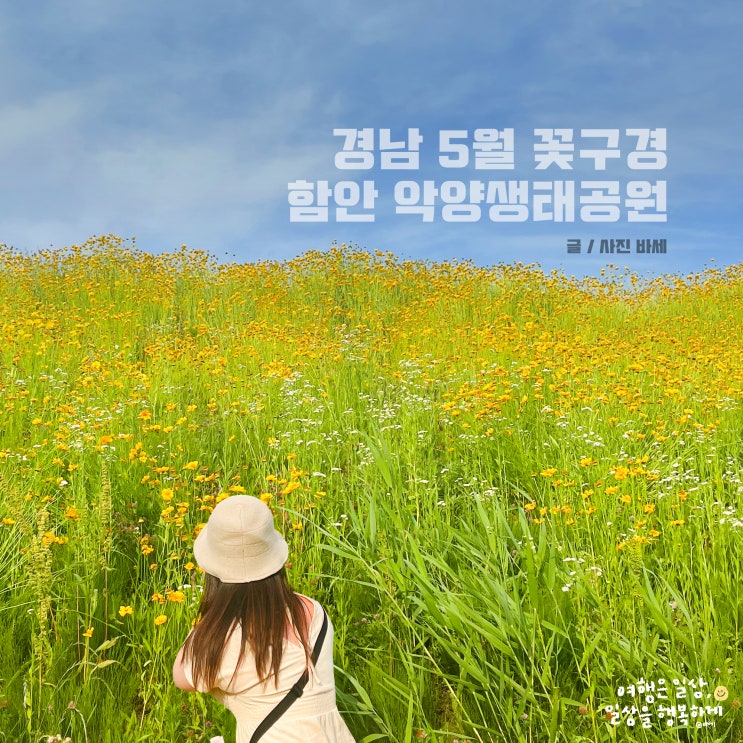  5월 경남 꽃구경, 함안 악양생태공원 금계국 데이지 가볼만해!