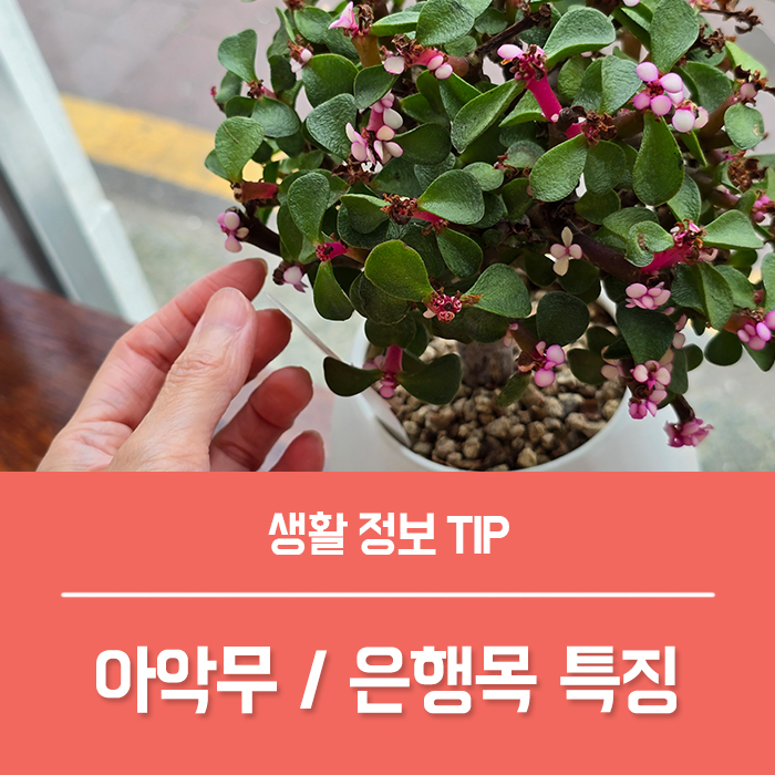 아악무 꽃말 핑크 아악무 은행목 키우기 물주기 총정리!