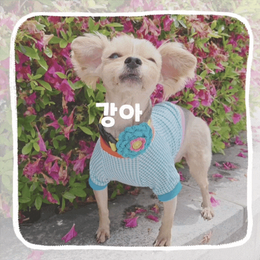  강아지 기관지협착증 증상 마른기침 대처방법