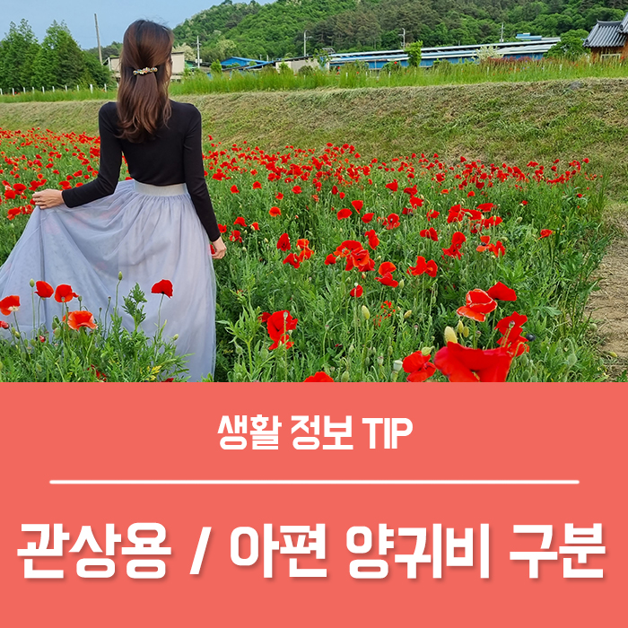  양귀비 꽃말 관상용 개양귀비 키우기, 아편 양귀비 차이 구별 하는법!
