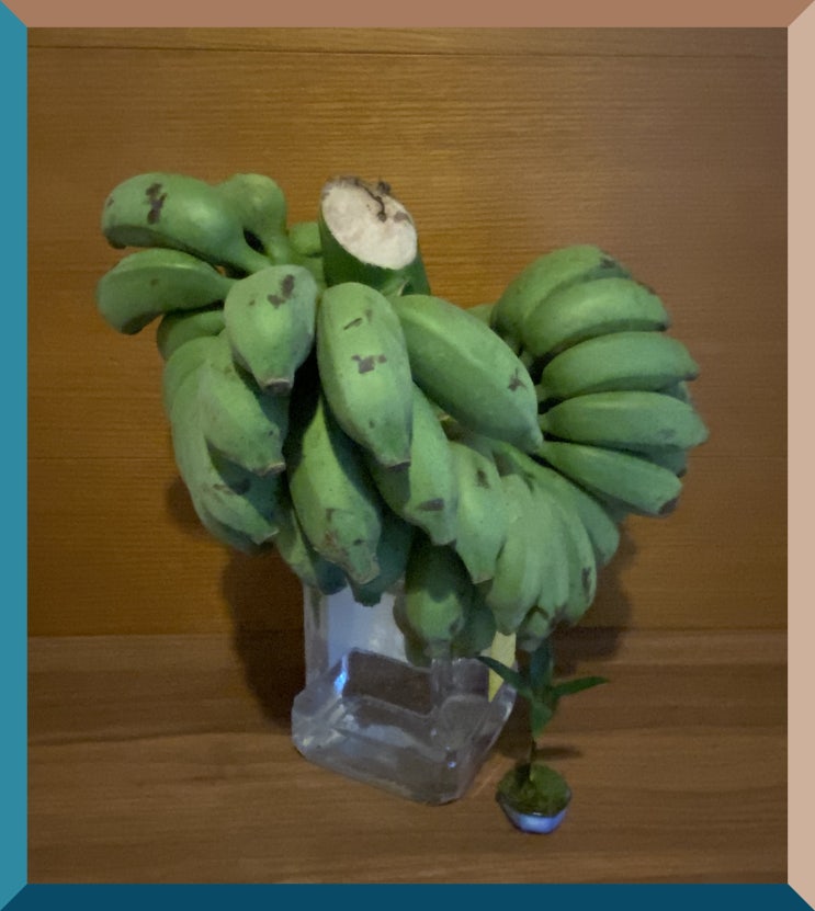  바나나 꽃꽂이 파인애플 기르기