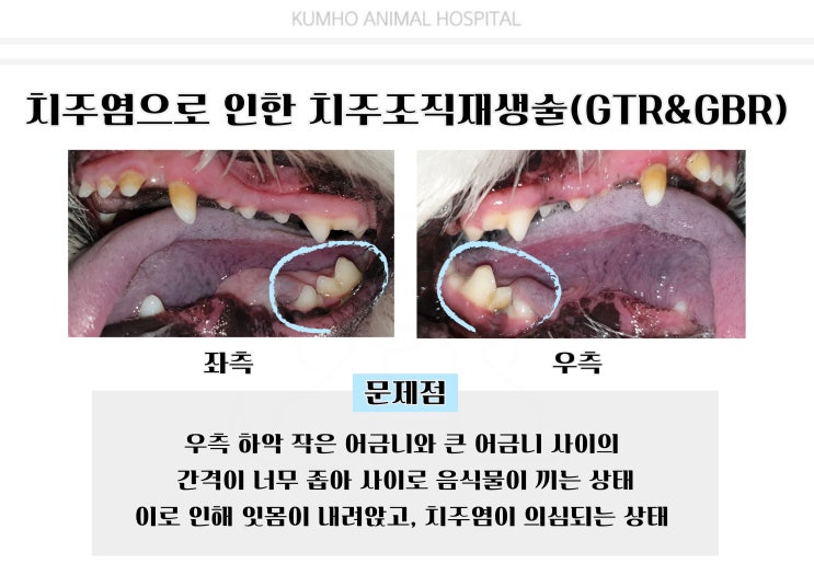  광주 강아지 치과 - 5살 강아지의 치주염으로 인한 치주재생치료 Case [광주 치과 동물병원, 금호동 동물병원, 강아지 GTR, 강아지 치주조직재생술]
