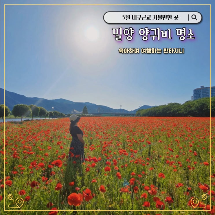 밀양 양귀비 명소, 대구근교 5월 꽃구경 코스로 가볼만한 곳 - 밀양강변 양귀비꽃밭(위치, 바닥분수)