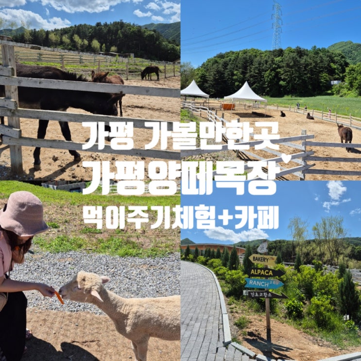  가평양떼목장 가볼만한곳 먹이주기 체험 서울근교 당일치기 여행