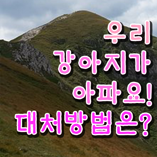  강아지자격증 , 반려동물관리사 자격증 단기간에 준비한 방법 짚어드려요