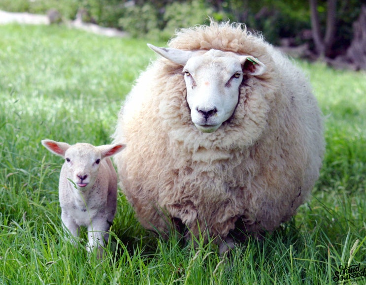  고기의 왕! 양고기(Lamb)에 대한 모든 것