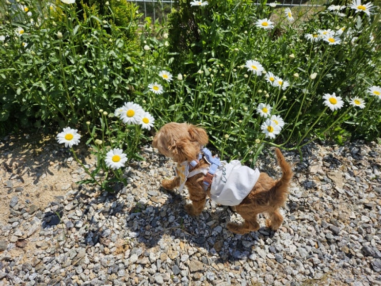  꽃이란 꽃은