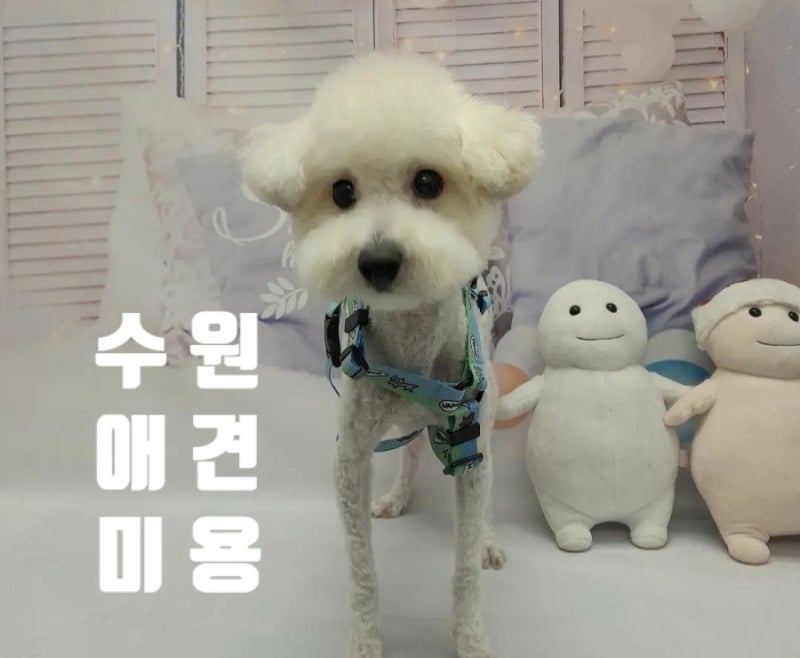 정쌤펫살롱