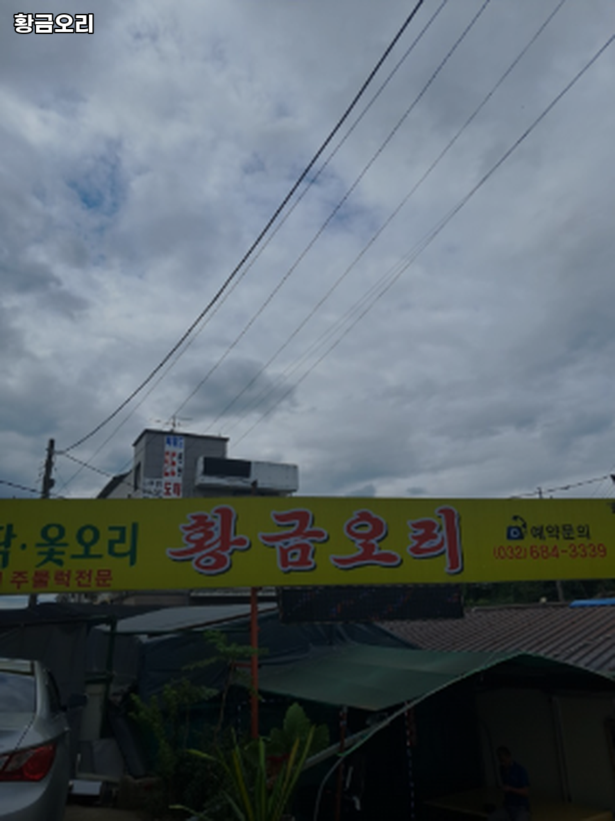황금오리 사진 5
