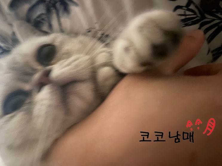  [코코남매] 고슴도치도 제 자식 함함하다 한다