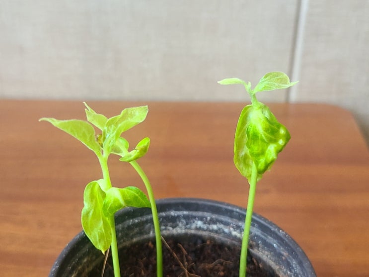  곶감 씨앗 키우기