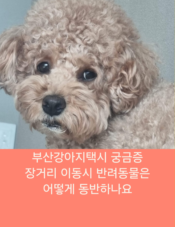  《부산강아지택시 장거리 이동시 반려동물은  어떻게 동반하나요》