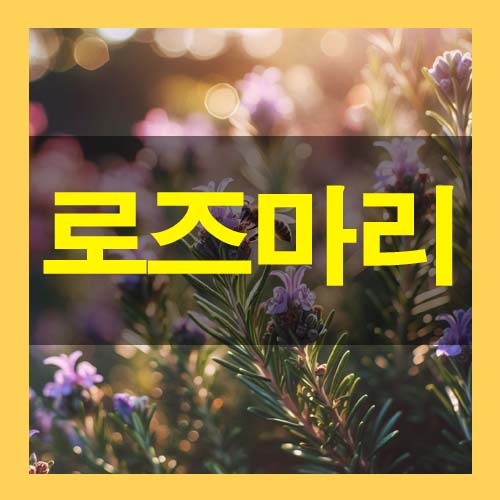  로즈마리 허브 효능 부작용 섭취방법