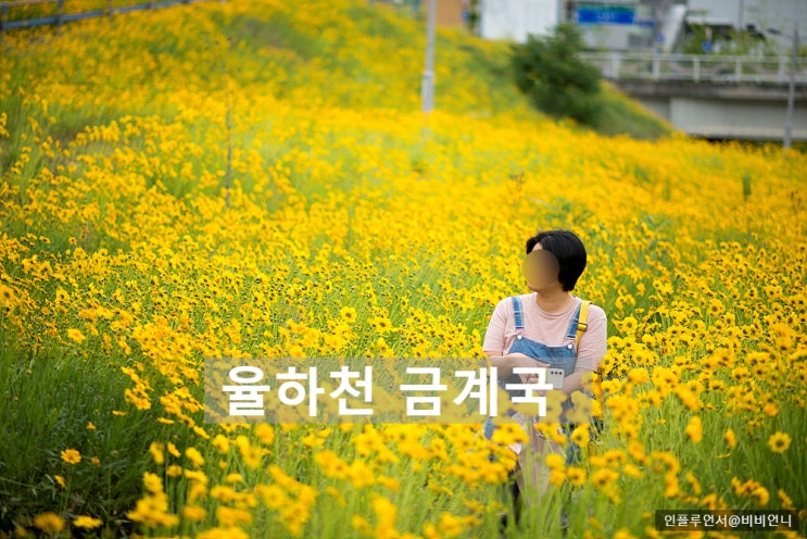  대구 동구 율하천 금계국 명소 실시간 위치, 주차정보