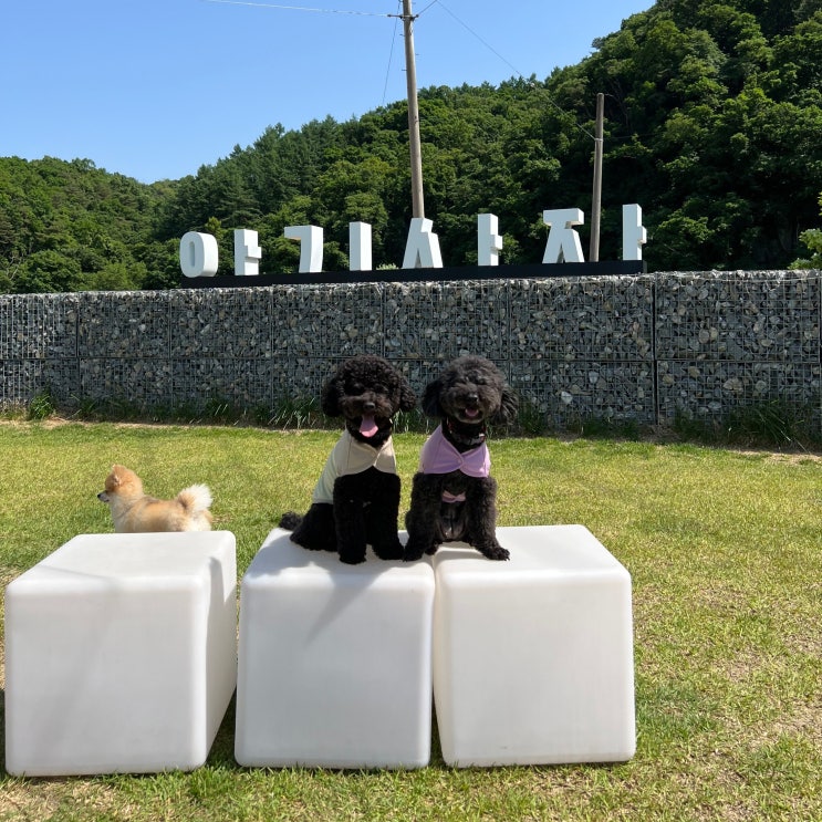  원주 애견카페 아기사자 천연 잔디 반려견운동장