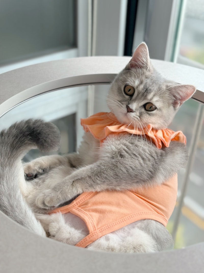 고양이 중성화 회복 넥카라와 환묘복 어떤게 좋을까?