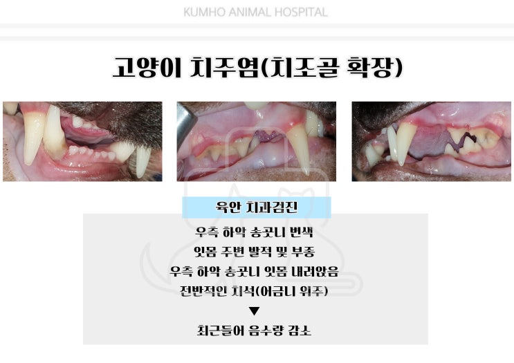  광주 고양이 치과 - 7살 고양이의 치주염으로 인한 발치 Case [광주 치과 동물병원, 금호동 동물병원, 고양이 치주염, 고양이 발치, 고양이 치조골 팽윤]