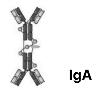 면역 글로불린 종류와 기능 - 항체, 항원, IgG, IgA, IgM, IgD, IgE : 네이버 블로그
