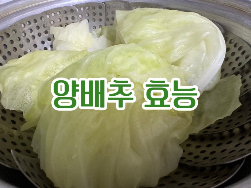 삶은 양배추 효능 생양배추와 차이 알아봐요