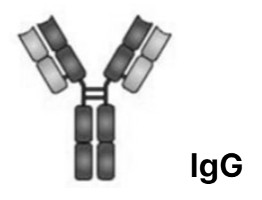 면역 글로불린 종류와 기능 - 항체, 항원, IgG, IgA, IgM, IgD, IgE : 네이버 블로그