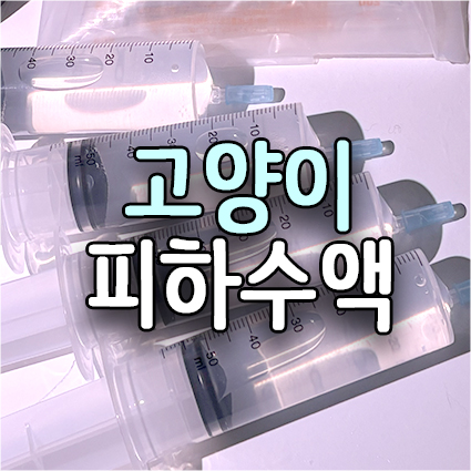  고양이 피하수액 보관 요령·주사 위치 등 소소한 노하우