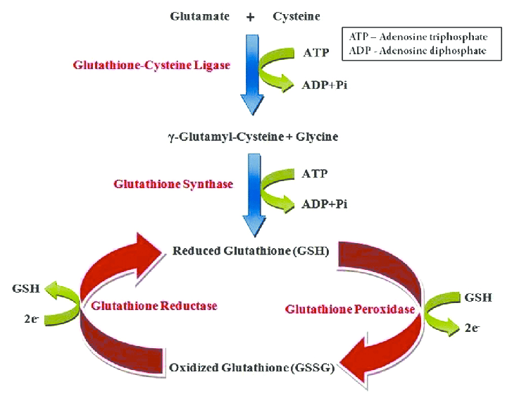 does glutathione help with mycotoxin detoxification Frontiers