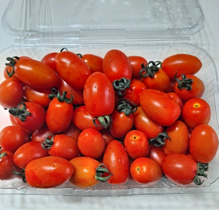  스윗토 스테비아 대추방울토마토    구매후기, 제품 실사진, 특징 및 장단점