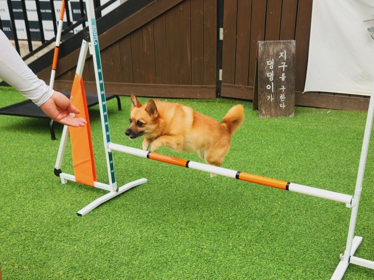  송파애견호텔 라드독 :) 어질리티를 배우다