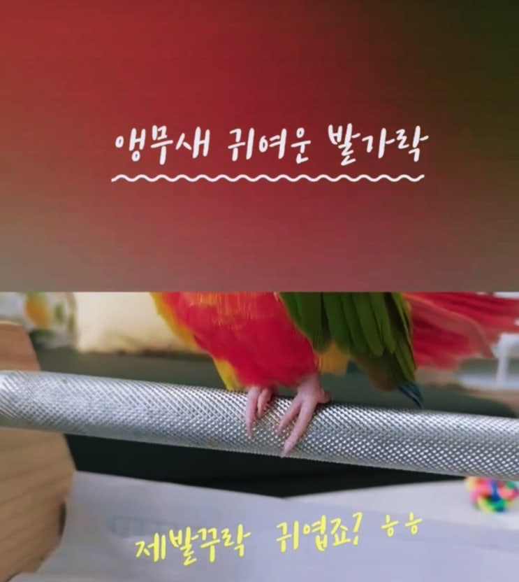  파인애플 코뉴어앵무새 귀여운 발가락 구경하세요^^