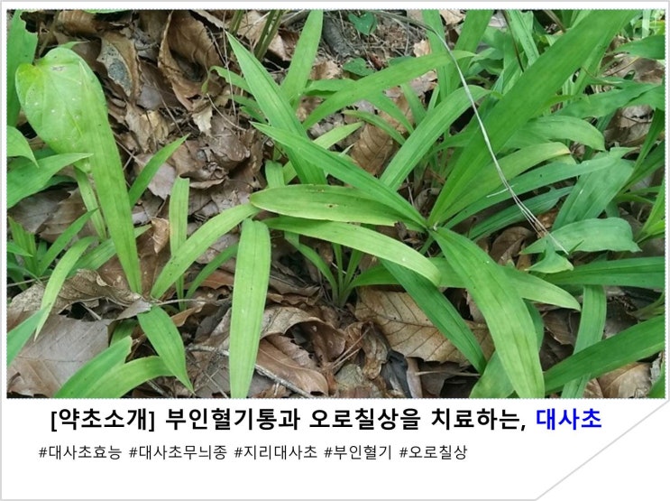  [약초소개] 부인혈기통과 오로칠상을 치료하는 대사초